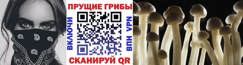 Галлюциногенные грибы Psilocybe  купить закладку  Кунгур 